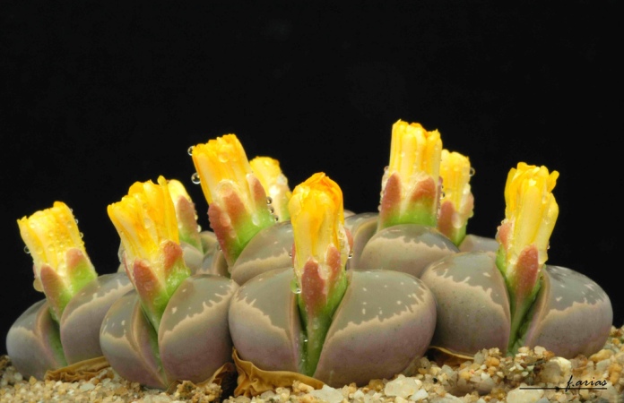 Lithops olivacea.